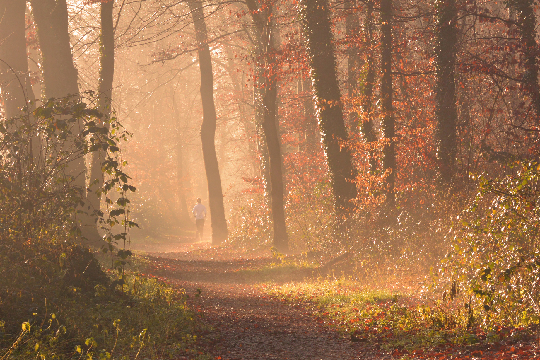 Morning Run at the Forest